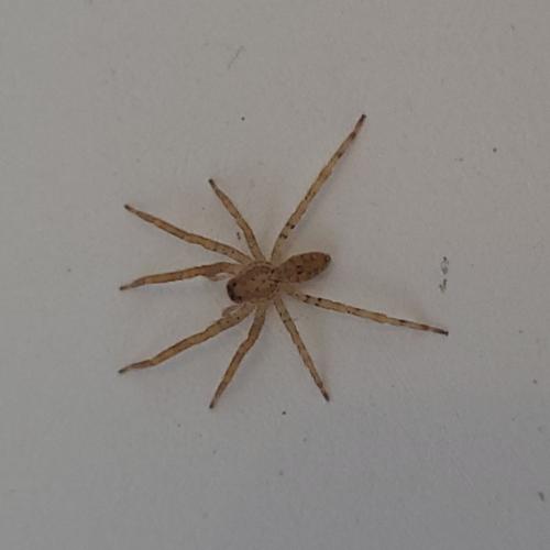 Zoropsis spinimana
